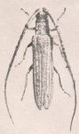  Stereomerus pachypezoides