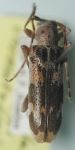  Tigrinestola howdeni