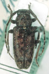  Trichestola mexicana