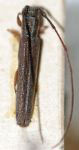 Obereoides joergenseni (Bruch, 1911: 177)