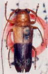  Abanycha bicolor