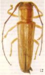  Abanycha fasciata