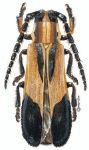 Acapiata dilatata