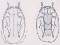  Adesmus griseus
