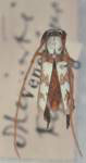  Adesmus meinerti