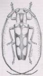 Adesmus niveiceps