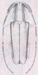  Adesmus stephanus