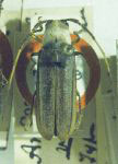  Adesmus ventralis