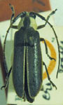  Alampyris cretaria