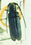  Alampyris curta