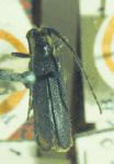  Alampyris fuliginea