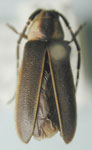  Alampyris marginella