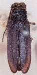  Alampyris melanophiloides