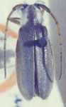  Alampyris mimetica