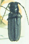  Alampyris nigra