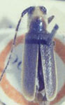  Alampyris quadricollis