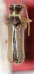  Apagomerina diadela