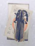  Arixiuna longula
