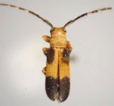  Calocosmus chevrolati