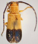  Calocosmus hispaniolae