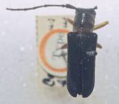  Calocosmus holosericeus