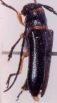  Calocosmus janus
