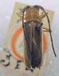  Calocosmus marginipennis