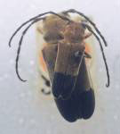  Calocosmus melanurus