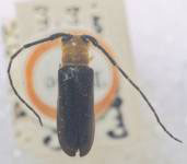  Calocosmus nigripennis