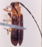  Calocosmus semimarginatus