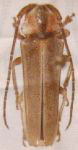  Canarana roseicollis