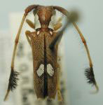  Cirrhicera basalis