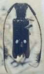  Cirrhicera nigrina