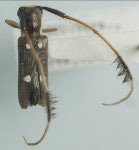  Cirrhicera niveosignata
