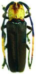  Cotysomerida lampyroides