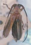  Egalicia testacea