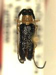  Eranina flaviventris