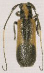  Eranina piterpe