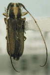  Eranina univittata