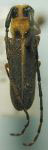  Essostrutha binotata