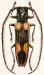 Eulachnesia amoena