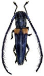  Eulachnesia humeralis