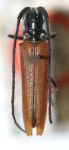  Fredlanea flavipennis