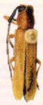 Fredlanea hovorei