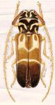  Hemiloapis ybyra