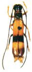  Hemilomecopterus alienus