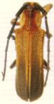  Hilaroleopsis coloratus