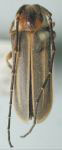  Hilaroleopsis globicollis