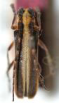  Hilaroleopsis minor