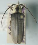  Hilaroleopsis obesa